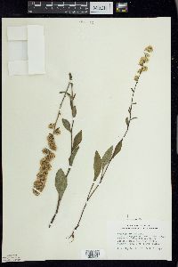 Solidago hispida image