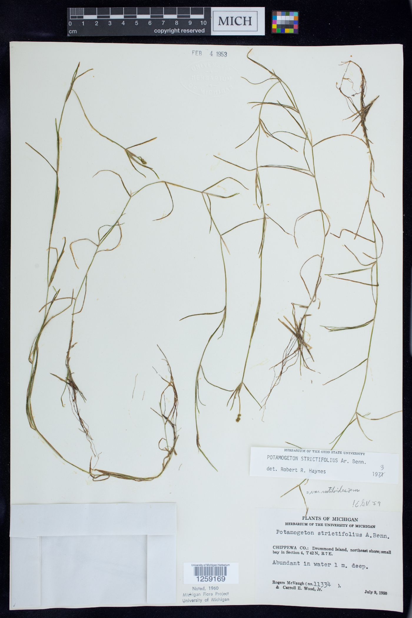 Potamogeton strictifolius image