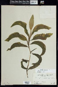 Potamogeton amplifolius image