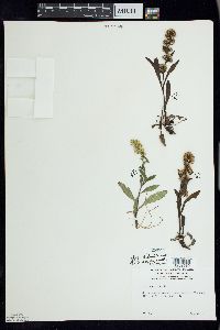 Solidago hispida image