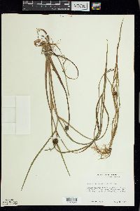 Sparganium angustifolium image