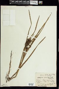 Sparganium emersum image