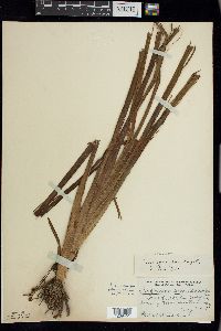 Sparganium eurycarpum image