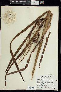 Sparganium eurycarpum image