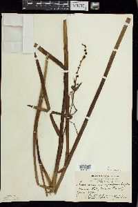 Sparganium eurycarpum image