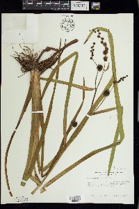 Sparganium eurycarpum image