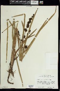 Sparganium eurycarpum image