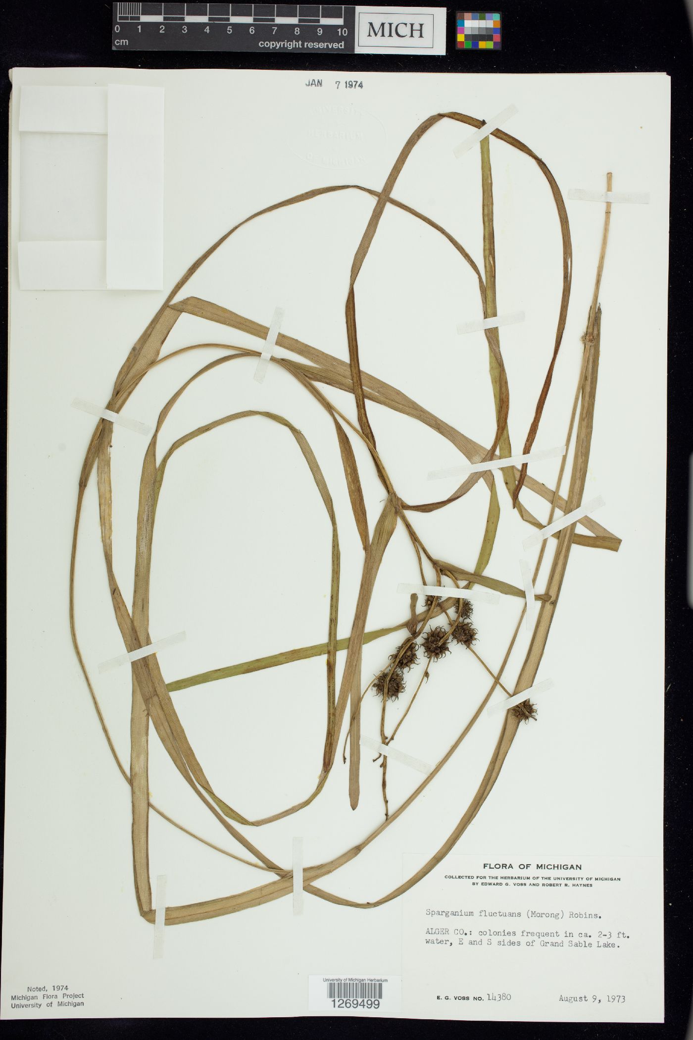 Sparganium fluctuans image