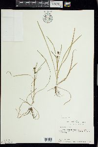 Sparganium natans image