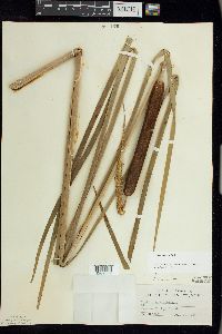 Typha angustifolia image