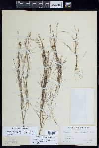 Stuckenia filiformis image