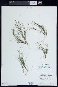 Stuckenia filiformis image