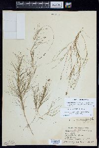 Stuckenia filiformis image