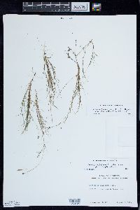 Stuckenia filiformis image