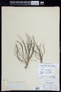 Stuckenia filiformis image