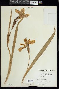 Iris virginica image