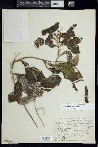 Potamogeton amplifolius image