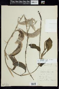 Potamogeton amplifolius image