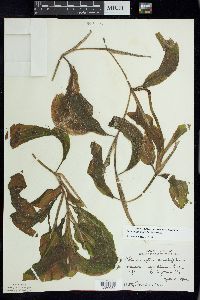 Potamogeton amplifolius image