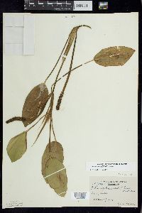 Potamogeton amplifolius image