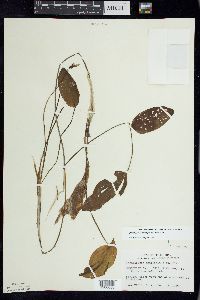 Potamogeton amplifolius image