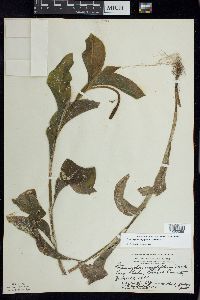 Potamogeton amplifolius image