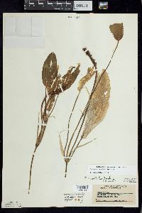 Potamogeton amplifolius image