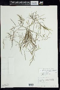 Potamogeton berchtoldii image