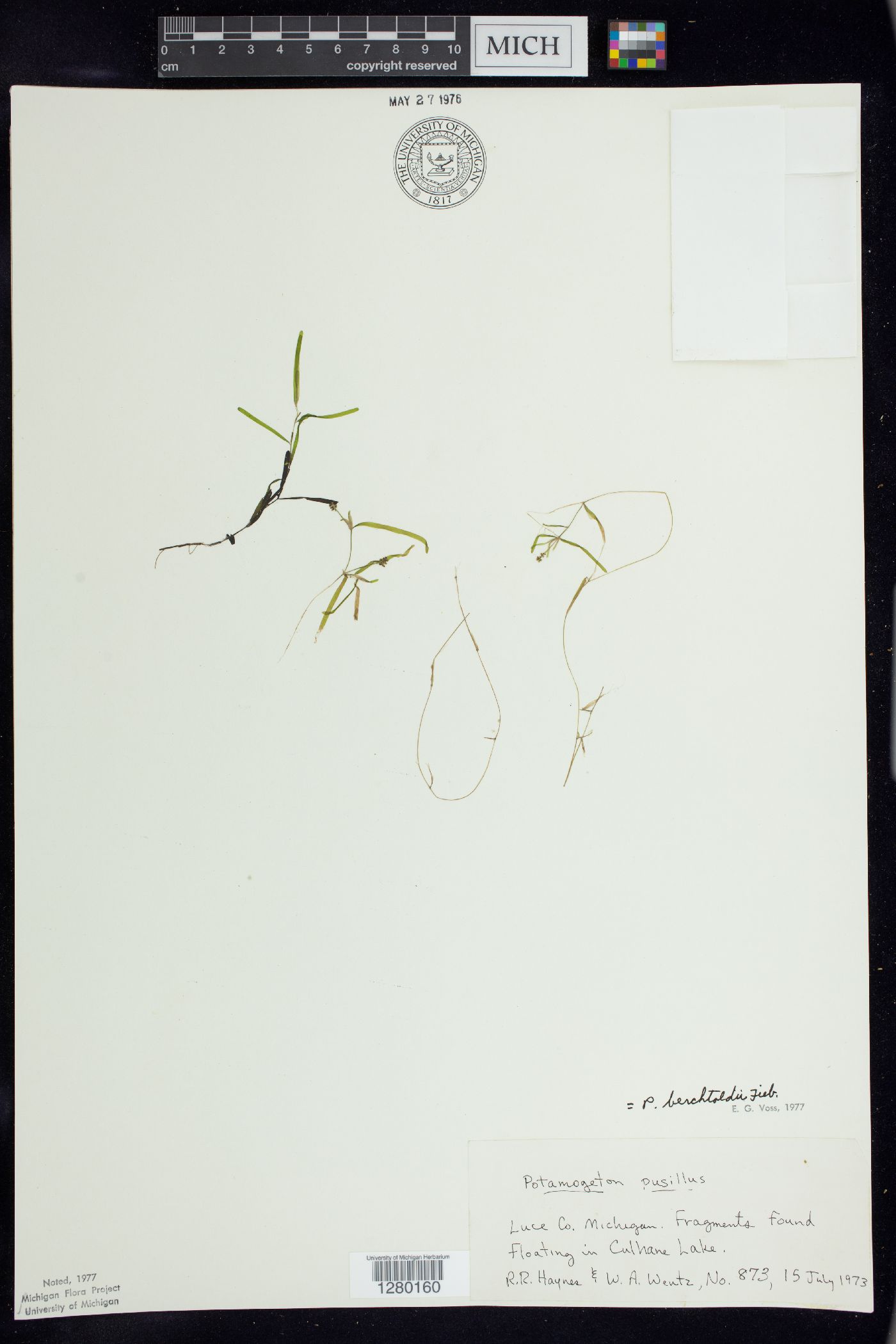 Potamogeton berchtoldii image