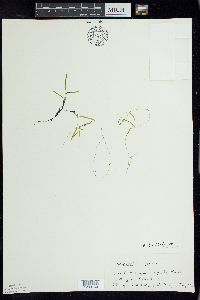 Potamogeton berchtoldii image
