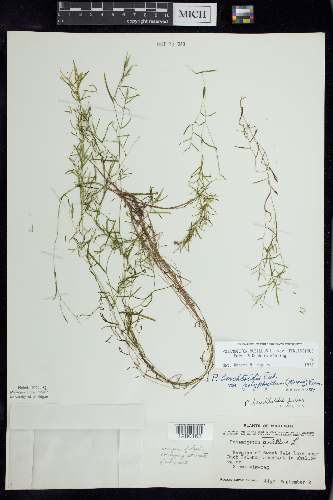 Potamogeton berchtoldii image