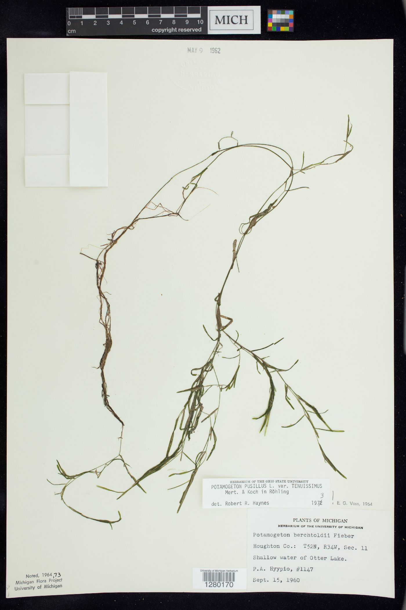 Potamogeton berchtoldii image