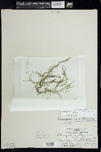 Potamogeton berchtoldii subsp. berchtoldii image