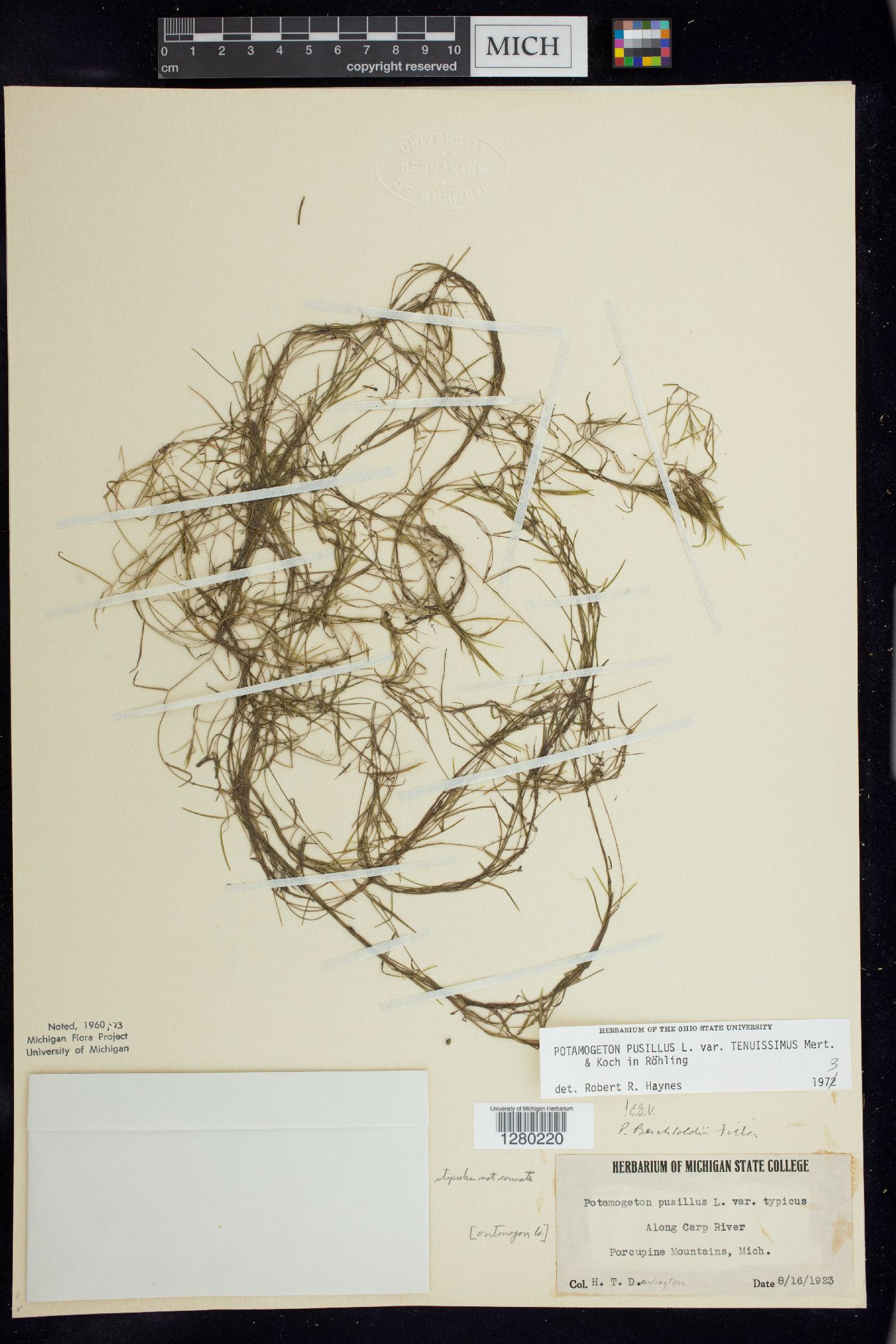 Potamogeton berchtoldii image