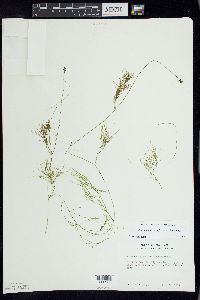 Potamogeton confervoides image