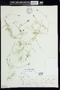 Potamogeton confervoides image