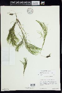 Potamogeton confervoides image