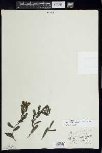 Potamogeton crispus image