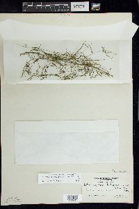 Potamogeton foliosus subsp. foliosus image