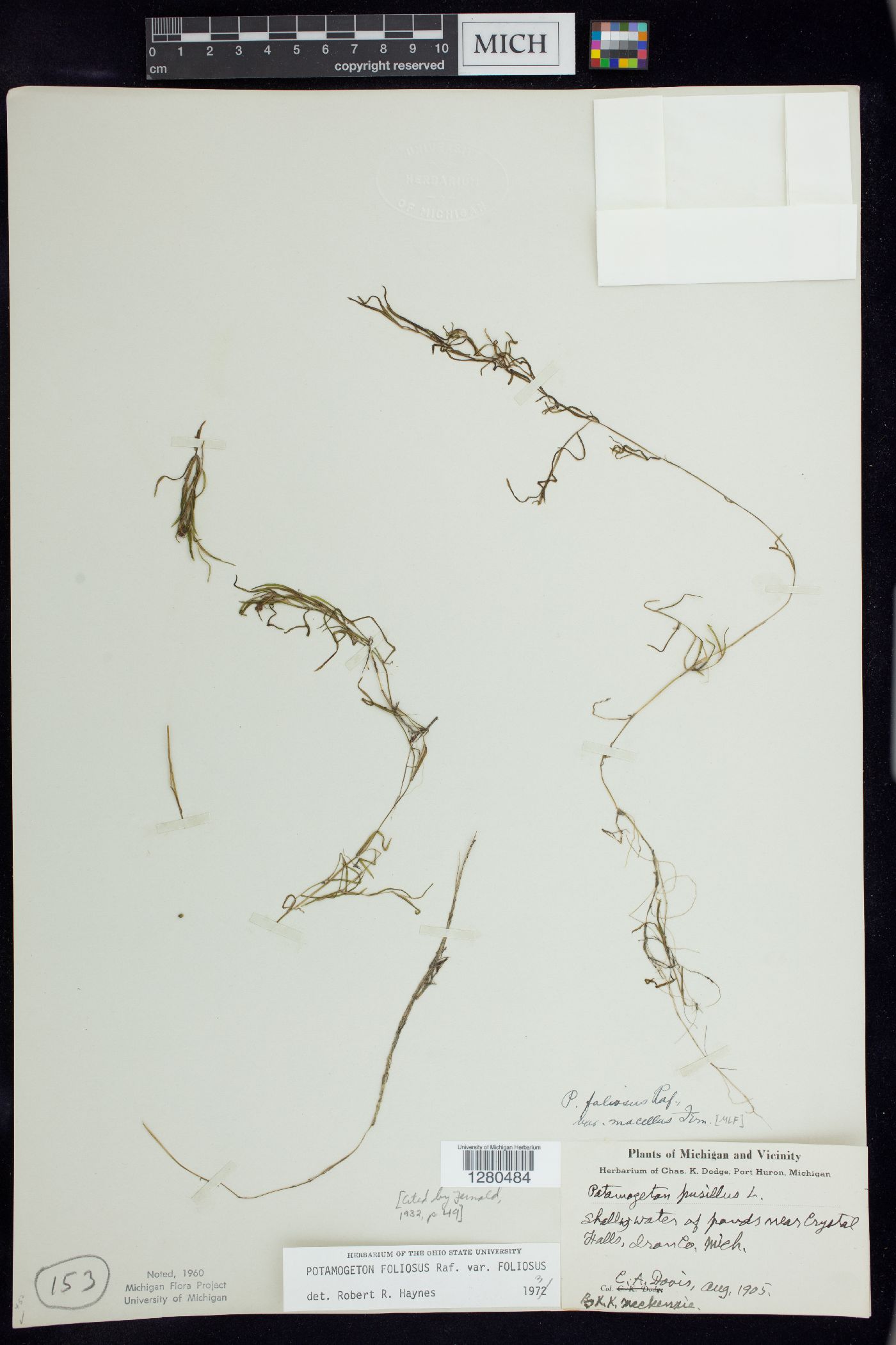 Potamogeton foliosus subsp. foliosus image