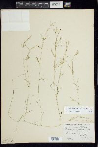 Potamogeton foliosus subsp. foliosus image