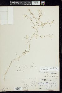 Potamogeton foliosus subsp. foliosus image