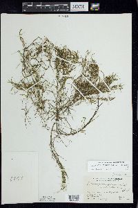 Potamogeton foliosus subsp. foliosus image