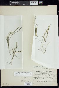 Potamogeton foliosus subsp. foliosus image