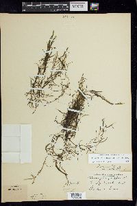 Potamogeton foliosus subsp. foliosus image