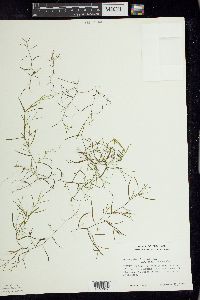 Potamogeton foliosus subsp. foliosus image