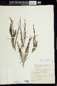 Potamogeton foliosus var. foliosus image