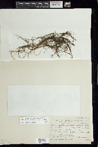 Potamogeton foliosus subsp. foliosus image