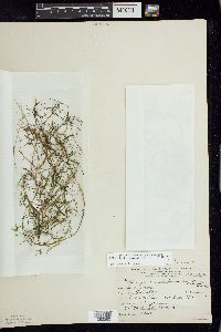 Potamogeton foliosus subsp. foliosus image