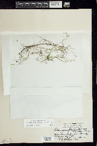 Potamogeton foliosus subsp. foliosus image